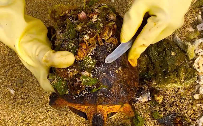 材料化学藤壶开花实验