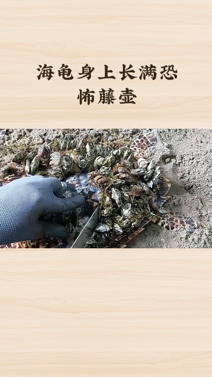 海洋中的寄生虫藤壶究竟有多可怕许多海洋生物饱受它们折磨