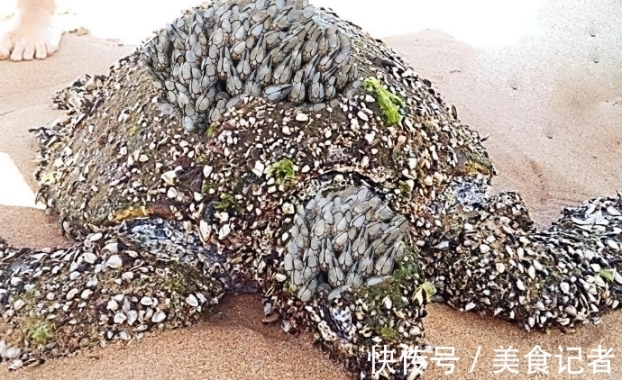 厦门“绿野仙踪”红遍网络：探秘海上奇观的生态密码