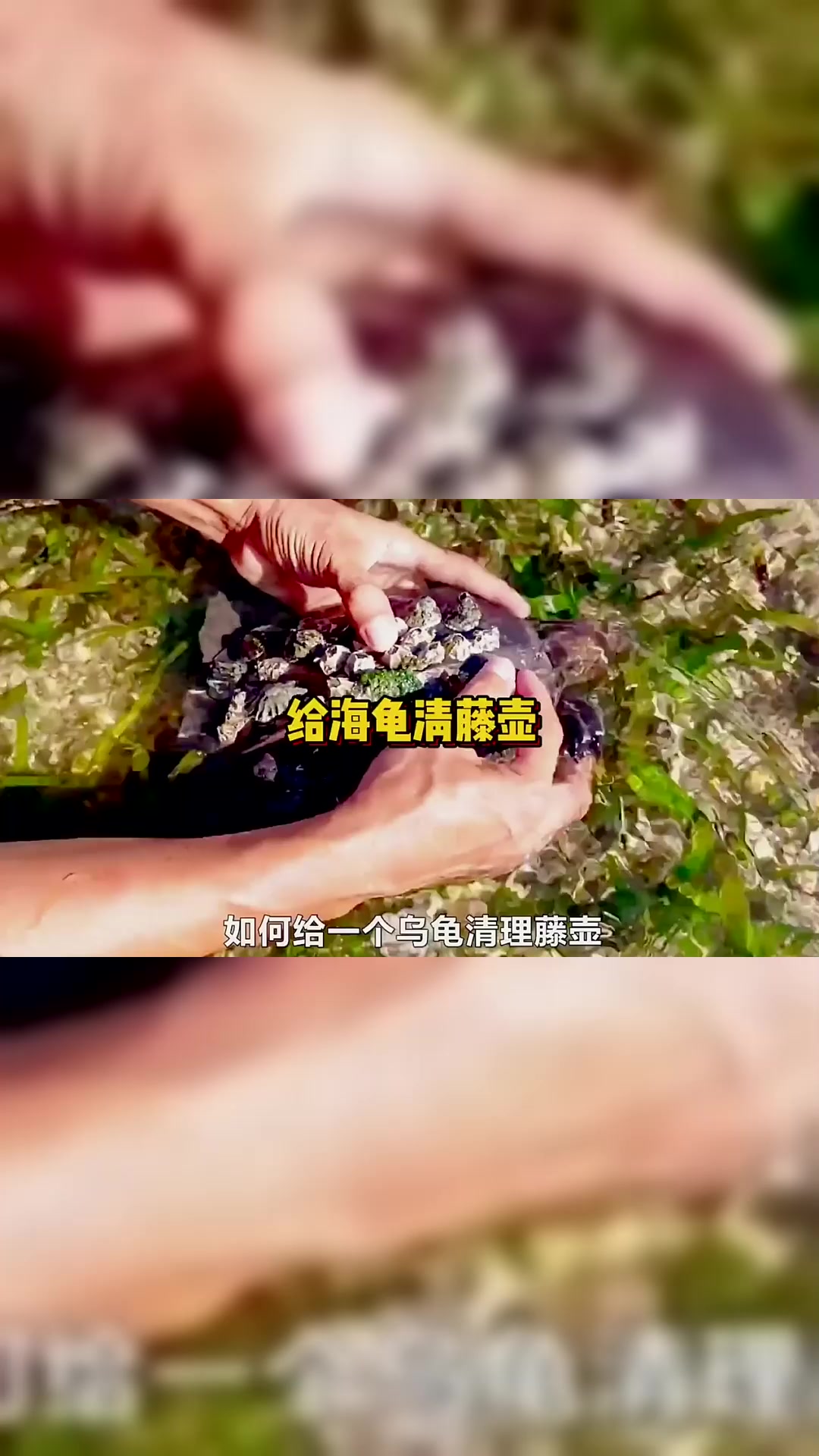“藤壶”：折磨鲸鱼和海龟的海洋“寄生者”！