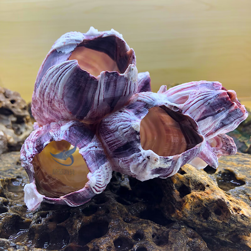 回盛生物两款新兽药获注册证书
