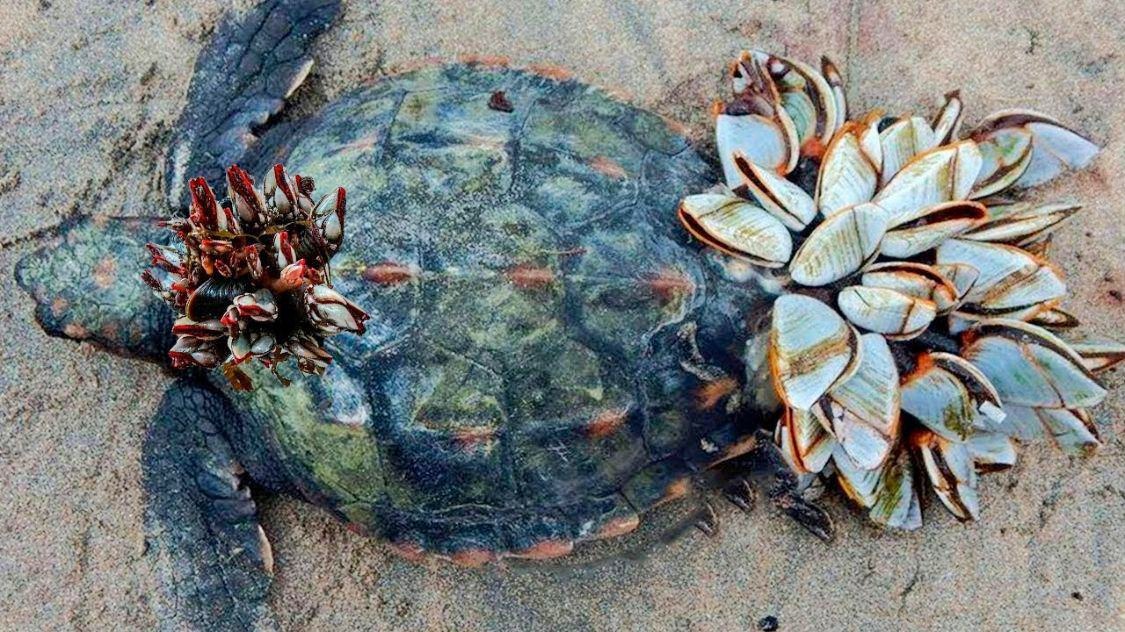 海龟身上为什么有藤壶(图1) 海龟身上为什么有藤壶