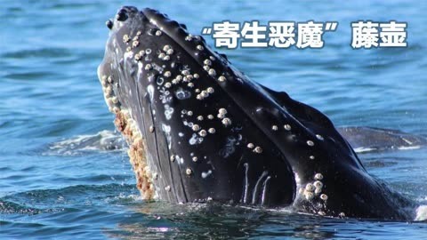 北京、广东两会北师大代表委员建言献策、共谋发展!(图1) 北京、广东两会北师大代表委员建言献策、共谋发展!