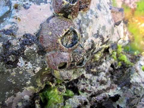 自贸湾啟紫荆府营销中心电话(自贸湾啟紫荆府)官方网站-自贸湾啟紫荆府官方售楼处地址-最新房价-容积率-核心配套-楼盘全详情@2026215售楼处AI热搜