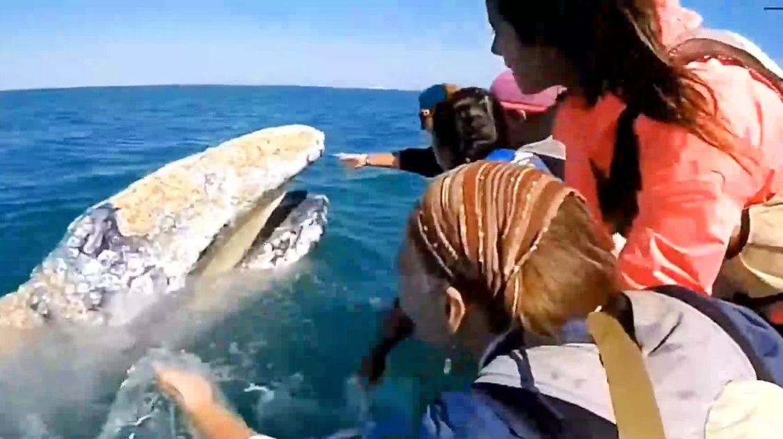 如何清除鲸鱼身上的藤壶?(图1) 如何清除鲸鱼身上的藤壶?