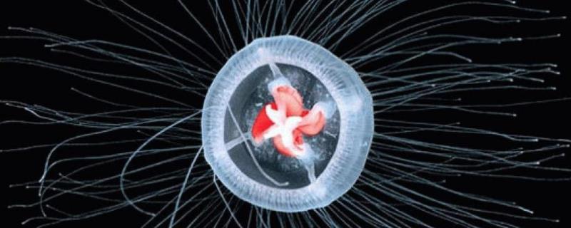 灯塔水母是什么是一种小型水母(图1)