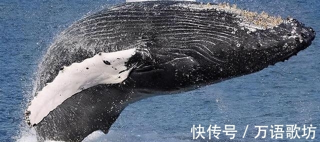 352:49!高市选举大获全胜特朗普发出邀请后俄日关系突然大变(图1) 352:49!高市选举大获全胜特朗普发出邀请后俄日关系突然大变