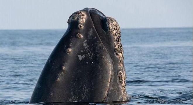 鲸鱼身上的“牛皮癣”藤壶甩都甩不掉网友:好想一个个撬下来(图1)