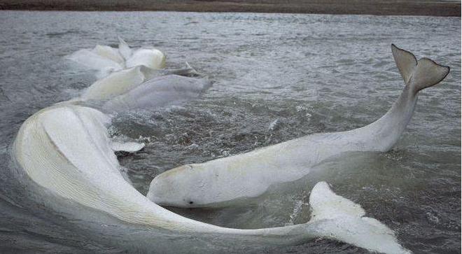 鲸鱼身上的“牛皮癣”藤壶甩都甩不掉网友:好想一个个撬下来(图5)