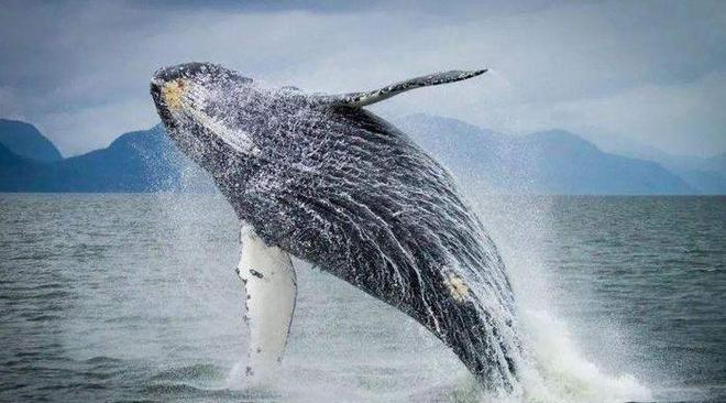 鲸鱼身上的“牛皮癣”藤壶甩都甩不掉网友:好想一个个撬下来(图6)