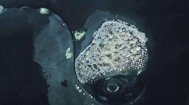 鲸鱼身上的“牛皮癣”藤壶甩都甩不掉网友:好想一个个撬下来(图7)