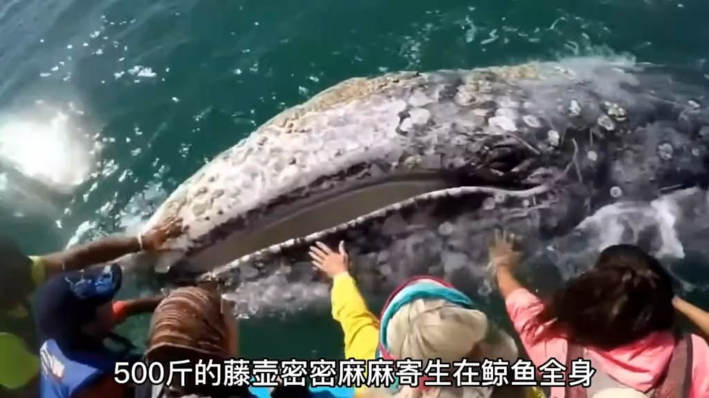 君成世界湾官方售楼处电线 小时在线接听官方首页网站君成世界湾营销中心随时恭迎莅临品鉴解锁理想生活新范本～