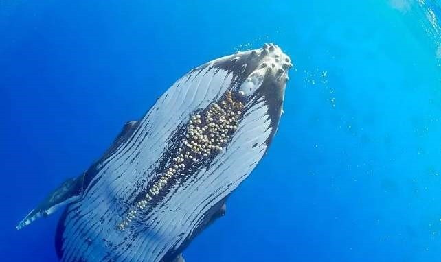 成都公交新线辆中车“鲸典”微循环巴士正式投运