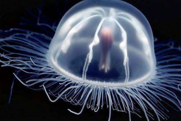 2026年中国牡蛎行业产业链、重点企业分析及投资战略(图1) 2026年中国牡蛎行业产业链、重点企业分析及投资战略