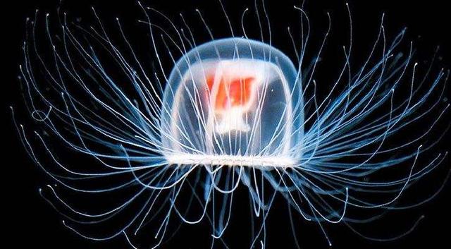 鲸鱼身上的藤壶是什么东西 藤壶对鲸鱼的危害(图1) 鲸鱼身上的藤壶是什么东西 藤壶对鲸鱼的危害