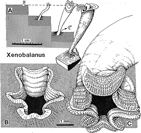 果壳 科技有意思(图4)