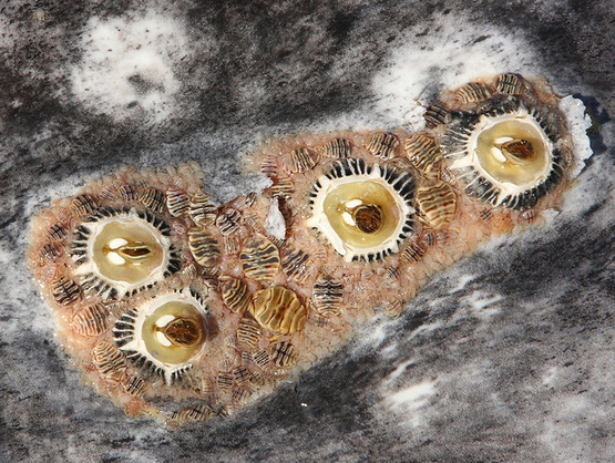 果壳 科技有意思(图6)