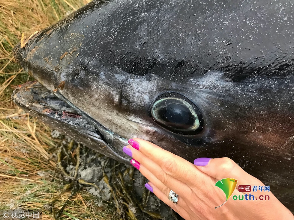 座头鲸和它的藤壶藤壶寄生于座头鲸-爱奇艺(图1) 座头鲸和它的藤壶藤壶寄生于座头鲸-爱奇艺