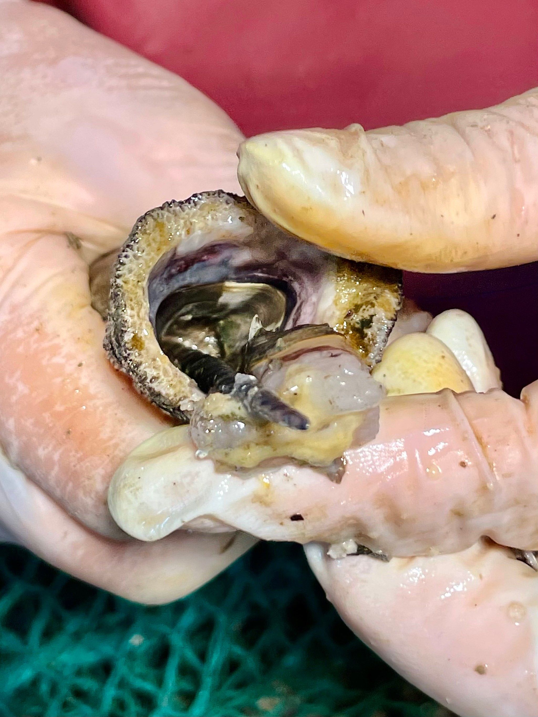 山东黄海岛屿生物资源保护与利用研究所成立(图1) 山东黄海岛屿生物资源保护与利用研究所成立