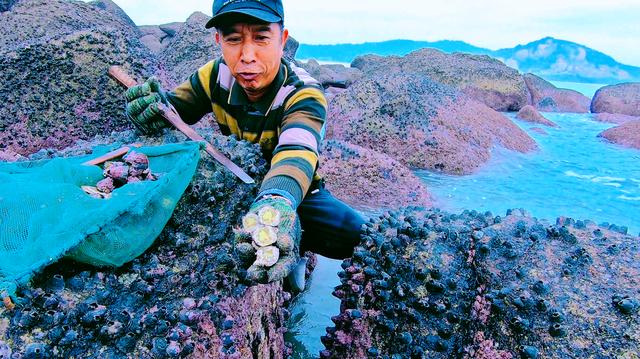 给鲸鱼刮藤壶的全部过程纪录片(图1) 给鲸鱼刮藤壶的全部过程纪录片