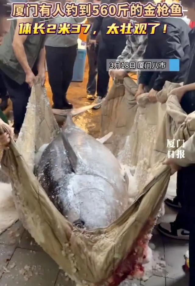 3人钓到560斤蓝鳍金枪鱼老板:售价每500克100元(图1)