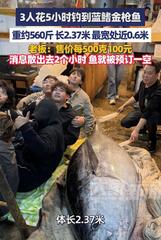 3人钓到560斤蓝鳍金枪鱼老板:售价每500克100元(图2)