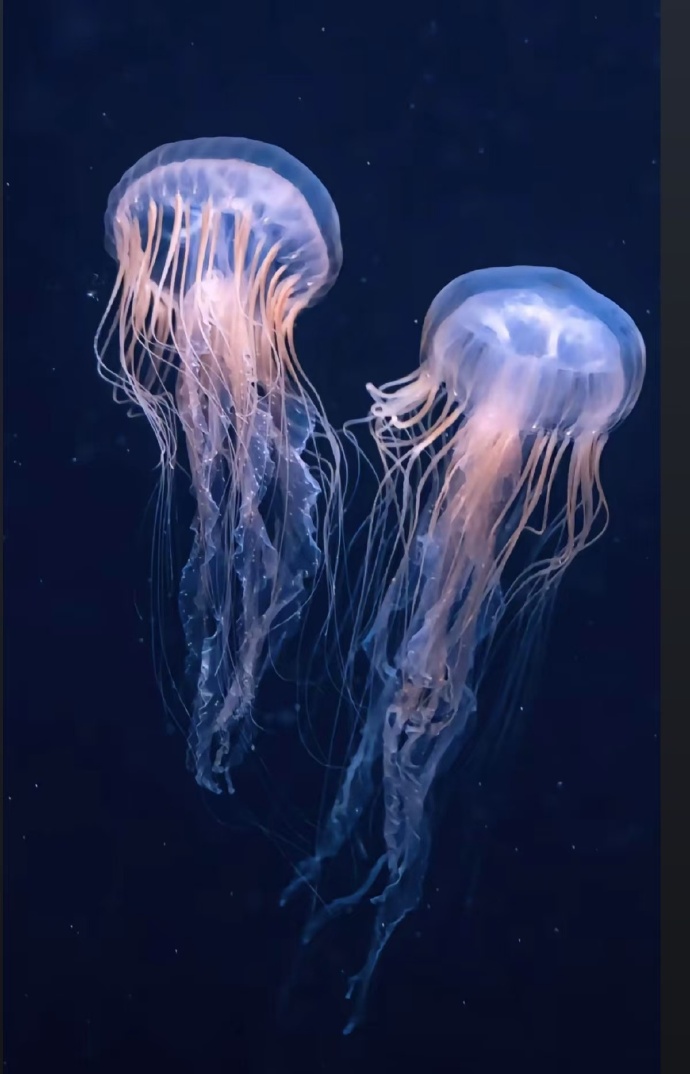 探秘灯塔水母:这种神奇的海洋生物如何成为宠物?(图1) 探秘灯塔水母:这种神奇的海洋生物如何成为宠物?