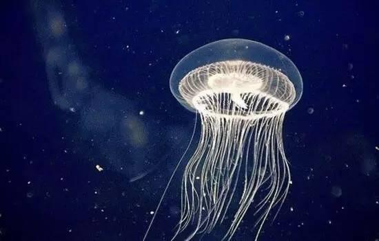 水母为什么会发光灯塔水母居然会长生不老的秘密!(图1) 水母为什么会发光灯塔水母居然会长生不老的秘密!