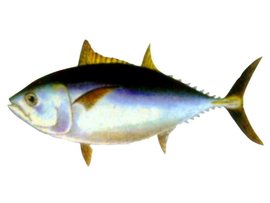 韩国蓝鳍金枪鱼捕捞量激增东远启动80吨试点打通供应链(图1) 韩国蓝鳍金枪鱼捕捞量激增东远启动80吨试点打通供应链