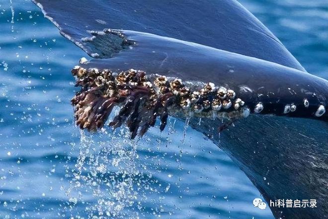 吃货吃不完密集恐惧者接受无能没有天敌的座头鲸却败给了藤壶(图1)