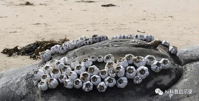 吃货吃不完密集恐惧者接受无能没有天敌的座头鲸却败给了藤壶(图2)