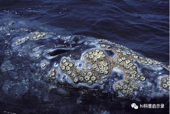 吃货吃不完密集恐惧者接受无能没有天敌的座头鲸却败给了藤壶(图3)