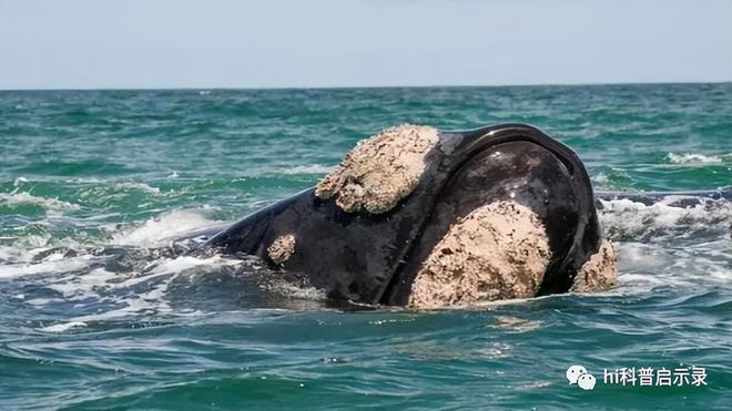 吃货吃不完密集恐惧者接受无能没有天敌的座头鲸却败给了藤壶(图5)