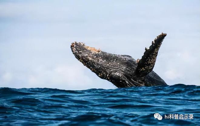 吃货吃不完密集恐惧者接受无能没有天敌的座头鲸却败给了藤壶(图4)