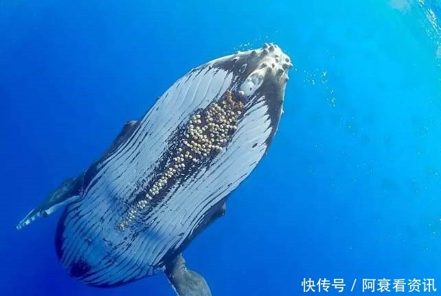 长在鲸鱼身上的藤壶是什么东西(图1) 长在鲸鱼身上的藤壶是什么东西