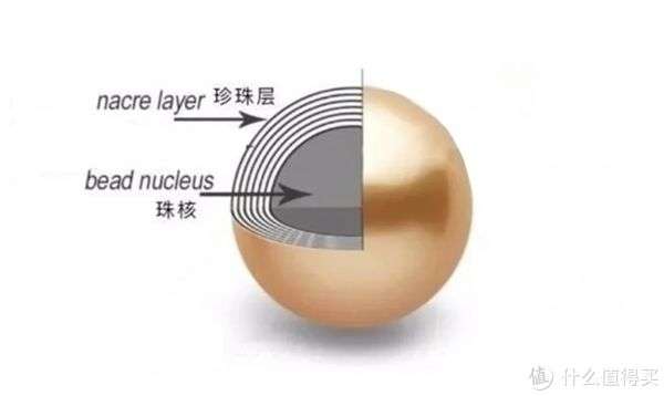 珍珠核是什么做的(图1) 珍珠核是什么做的