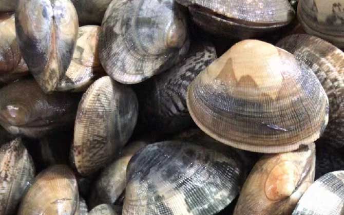 花蛤蜊 在我莱州老家小时候经常吃那时候纯天然的一般