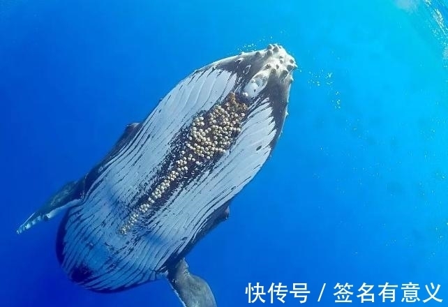 鲸鱼身上寄生的藤壶！它会对鲸鱼造成多大的痛苦