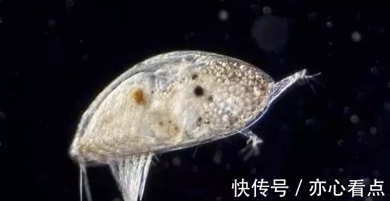 中国虎鲸游进马六甲全球航运业的游戏规则要变了