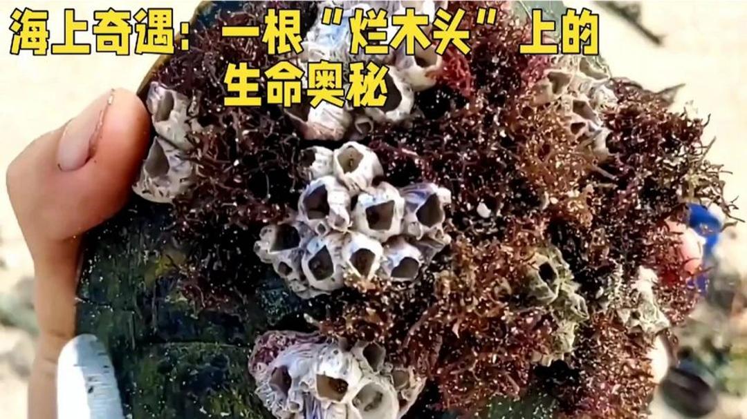 鲸鱼藤壶是啥东西