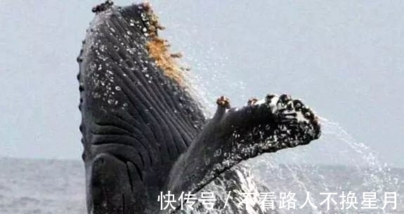 集美大学“维海立方”团队研发船舶智能化清理系统