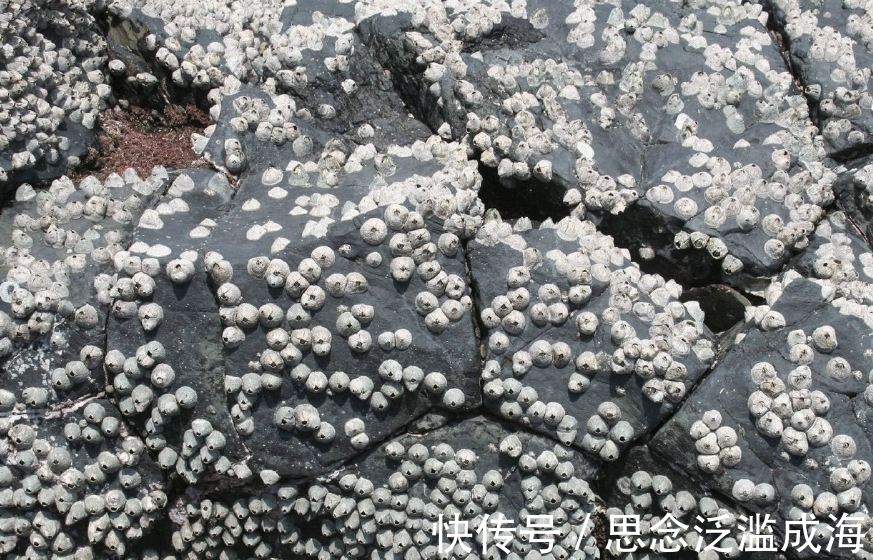 纳指生物科技ETF汇添富