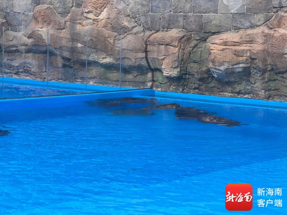 保护模式再升级三亚海龟繁育基地“海龟之家”揭牌(图2)