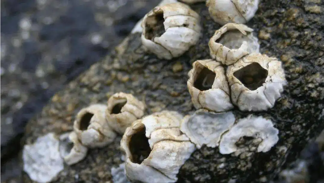 霍尔木兹海峡通行新障碍：油轮船底被大量藤壶贻贝附着清洁费上涨数千美元