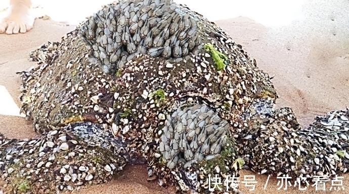 霍尔木兹海峡重启通行却卡在船底藤壶各方观点