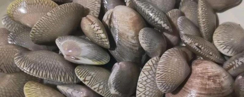 花甲和蛤蜊是同一个东西吗花甲是蛤蜊中的一种(图1)