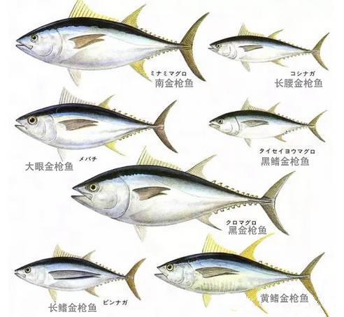 深化闽马海洋产业合作蓝鳍金枪鱼全产业链项目在榕签约