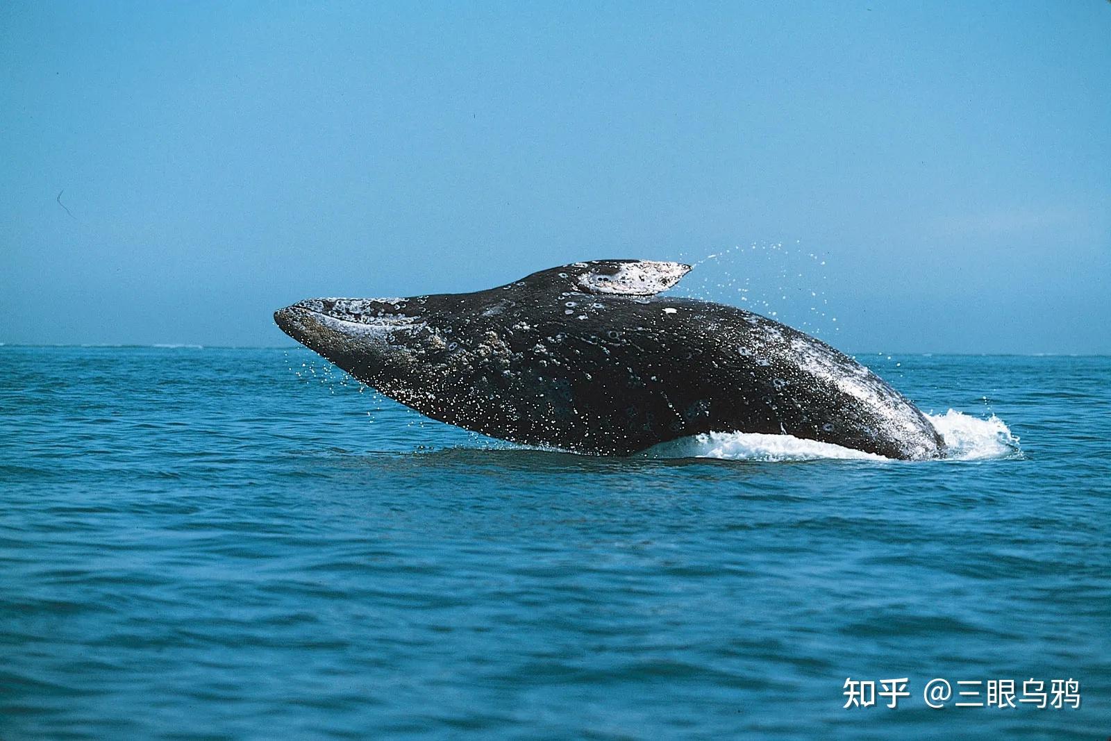 霍尔木兹海峡滞留船只或成生物“超级传播”源头
