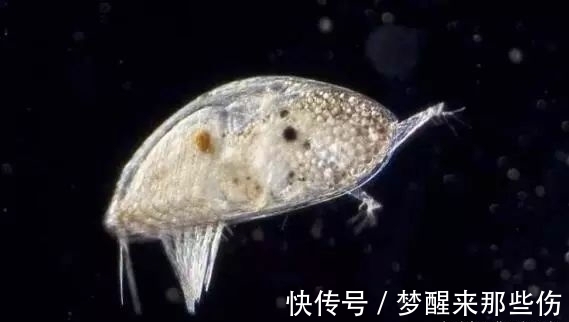 利用Py-GCMS技术识别泰国普吉岛沿海沉积物中彩色涂料碎屑中的防污漆颗粒