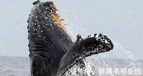 林肯号航母焕然一新污迹已基本清理干净原来大部分不是锈迹(图1) 林肯号航母焕然一新污迹已基本清理干净原来大部分不是锈迹